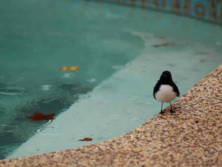 willy_wagtail_6